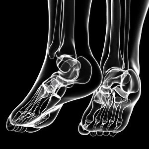 Human foot bones, artwork F007 / 3942