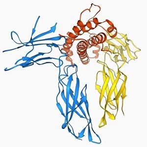 Human growth hormone molecule F006 / 9683