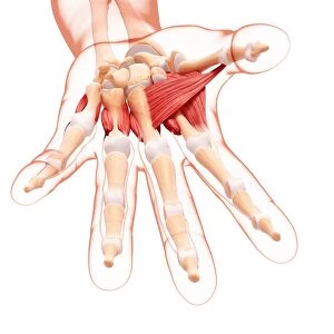Human hand musculature, artwork F007 / 1159