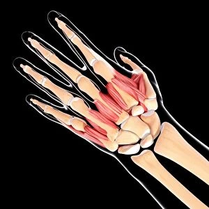 Human hand musculature, artwork F007 / 4345