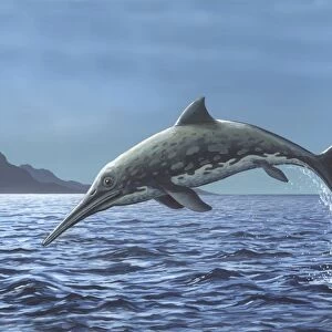 Cetacea Collection: Dolphin
