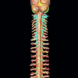 Illustration of the human spinal cord and brain