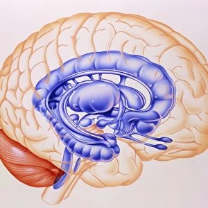 Illustration of the limbic system of the brain