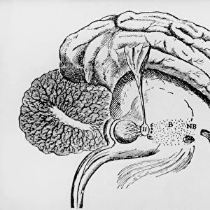 Illustration of pineal gland from Descartes book