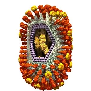 Influenza virus, artwork C016 / 8345