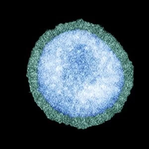 Influenza virus particle, TEM