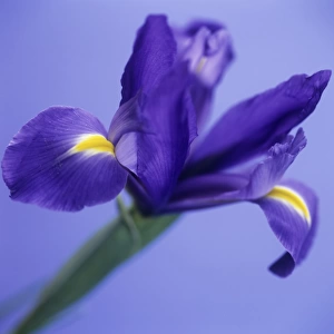 Iris flower (Iris sp. )