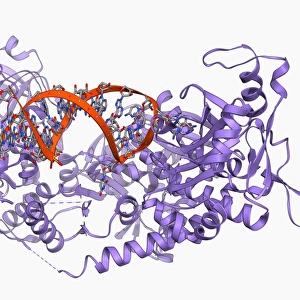 Iron-regulatory protein bound to RNA F006 / 9727