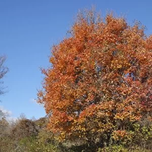 Italian Maple (Acer obtusatum)