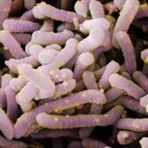 Lactobacillus casei bacteria (SEM)