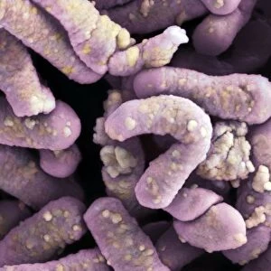 Lactobacillus casei Shirota bacteria, SEM