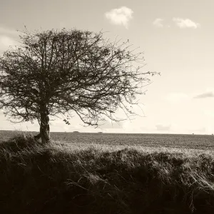 Bare Tree Print - Norfolk Landscape Bare Tree Print - Norfolk Landscape