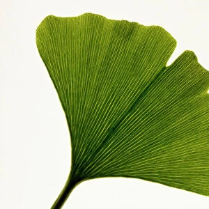 Leaf of Ginkgo biloba