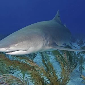 Lemon shark