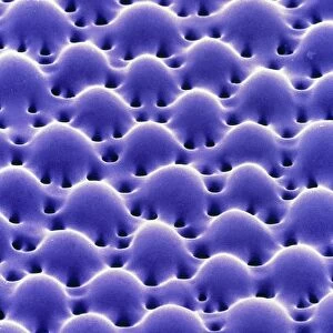 Lenses on brittle star surface, SEM