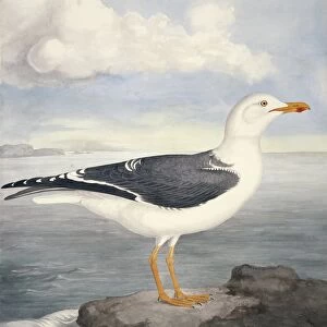 Lesser black-backed gull, 19th century C013 / 6305