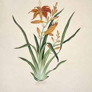 Lily flower, 19th-century artwork C016 / 5195