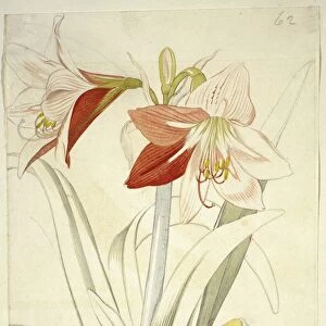 Lily (Lilium sp. ) C016 / 5540
