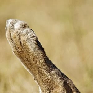 Lion foot