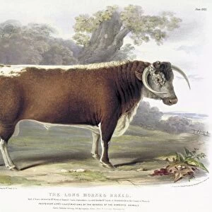 Long-horned Cattle, 19th century C013 / 6225