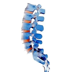 Lumbar spine and sacrum, computer artwork