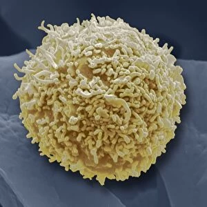 Lymphocyte white blood cell, SEM