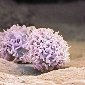 Macrophage cells, SEM