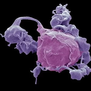 Macrophage and platelets, SEM C016 / 3094