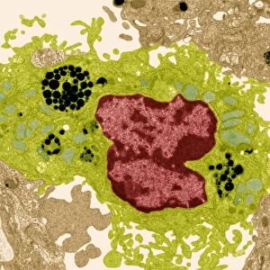 Macrophage white blood cell, TEM