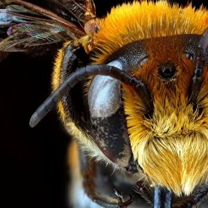Male bee head C018 / 3568