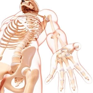 Male skeleton, artwork F007 / 5035