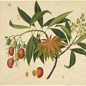Mangifera indica, 19th-century artwork C016 / 5184