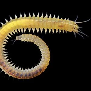 Marine worm, Nereis sp