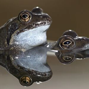 Mating pair of Common Frogs
