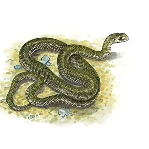 Montpellier snake, artwork C016 / 3222