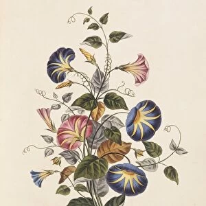 Morning glory flowers, 19th century C013 / 6773