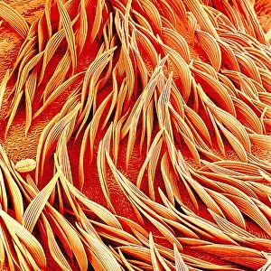 Mosquito body surface, SEM