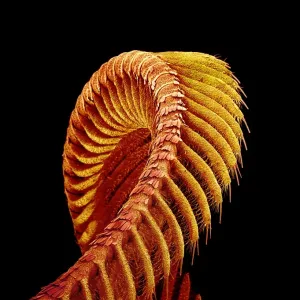 SEM Print of Moth Antenna SEM Print of Moth Antenna