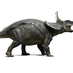 Nedoceratops dinosaur, artwork