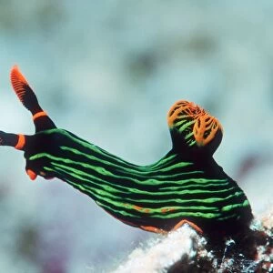 Nembrotha kubaryana sea slug