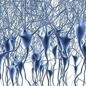 Nerve cells, artwork F007 / 5525