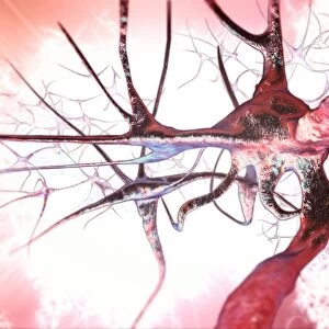 Nerve cells, computer artwork