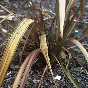 New Zealand flax (Phormium Jester )