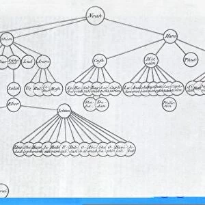 Noah family tree, 18th century C013 / 7821