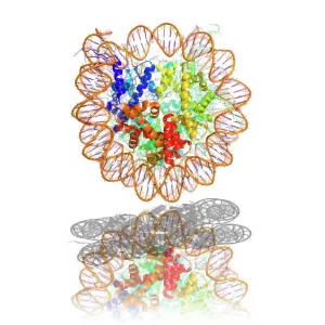 Nucleosome molecule Print, computer model Nucleosome molecule Print, computer model