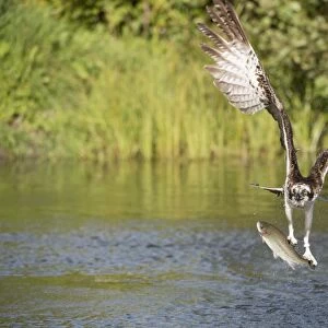 Osprey catching a fish C015 / 6896