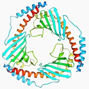 P32 mitochondrial matrix protein F006 / 9454