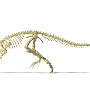 Pachycephalosaurus skeleton, artwork