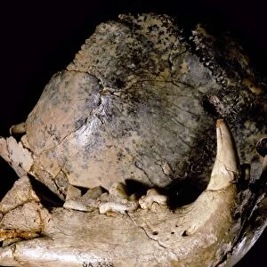 Paranthropus robustus and leopard jaw C015 / 6933