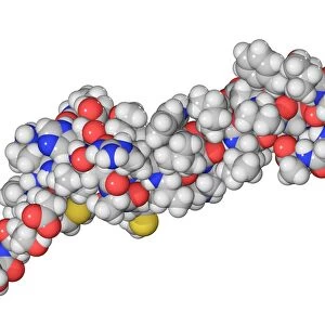 Parathyroid hormone molecule